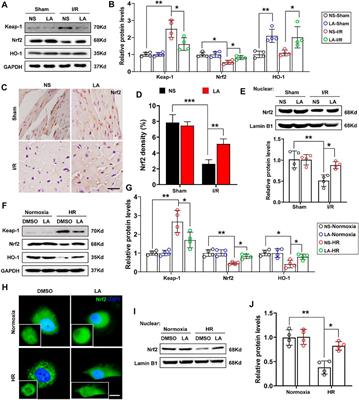 Activation of Nrf2 by Lithospermic Acid Ameliorates Myocardial Ischemia and Reperfusion Injury by Promoting Phosphorylation of AMP-Activated Protein Kinase α (AMPKα)